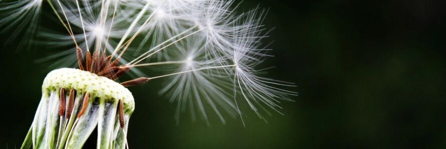 dandelion zizareen aurka