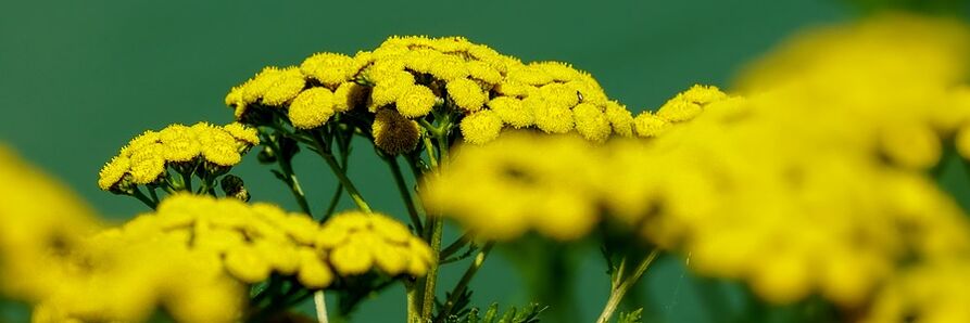 zizareen aurkako tansy