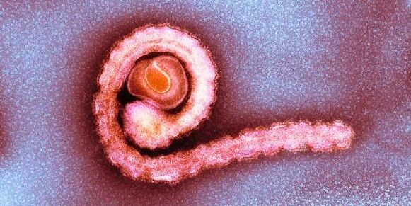 nano tenia giza gorputzean