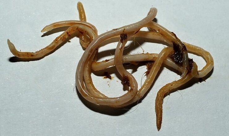 giza gorputzetik toxokara