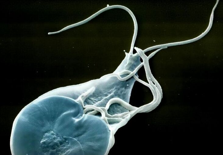 hesteetako lamblia gizakietan